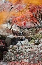 japanese 人妻-探寻日本文化中的人妻角色，传统与现代的交织