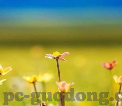 麻豆91av视频-麻豆91——网络的虚拟与现实的碰撞